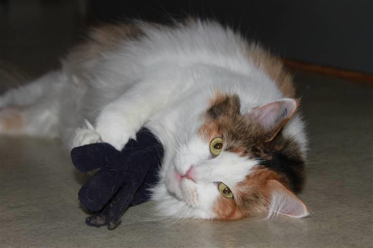 Maine Coon Pjevs *Miss' Mor* billede 8