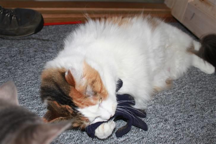 Maine Coon Pjevs *Miss' Mor* billede 9