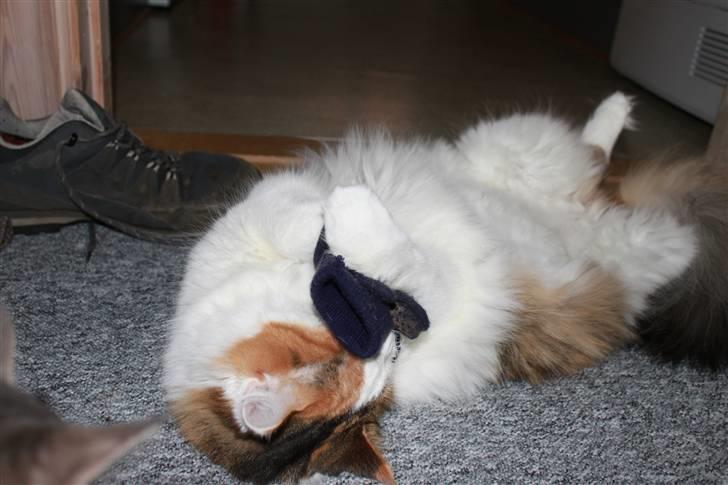 Maine Coon Pjevs *Miss' Mor* billede 10