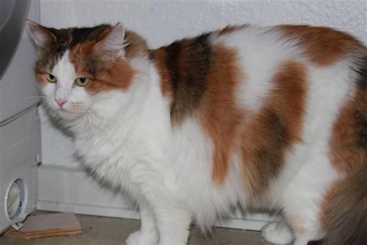 Maine Coon Pjevs *Miss' Mor* billede 11