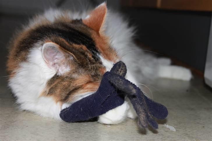 Maine Coon Pjevs *Miss' Mor* billede 12