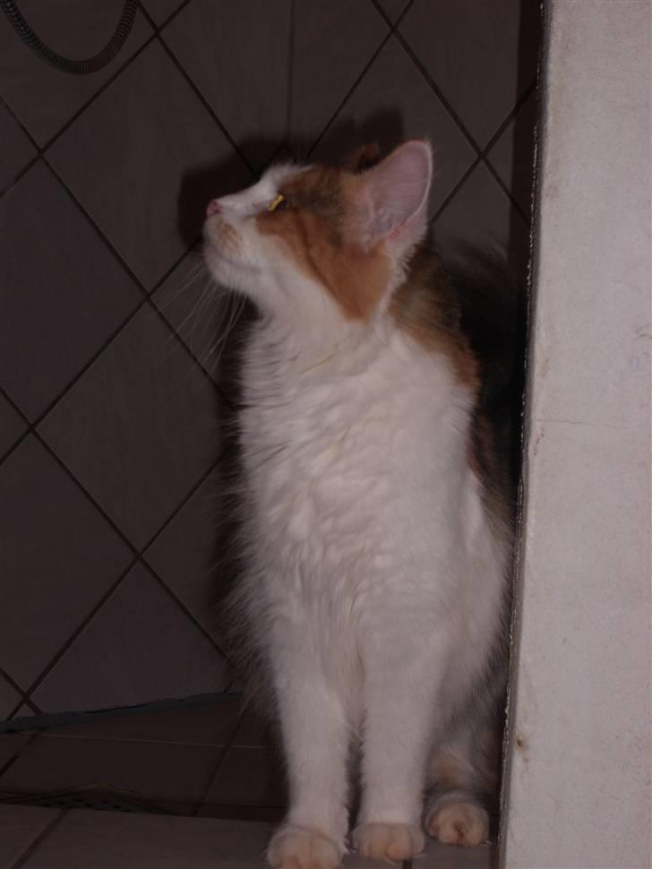 Maine Coon Pjevs *Miss' Mor* billede 13