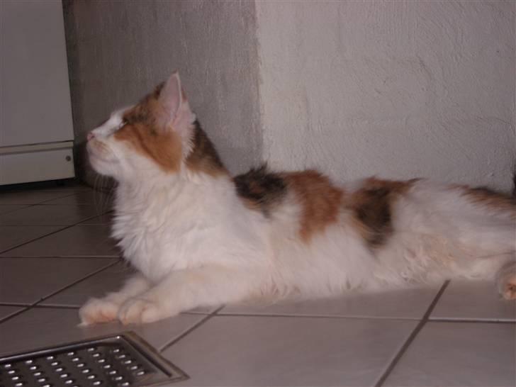 Maine Coon Pjevs *Miss' Mor* billede 14
