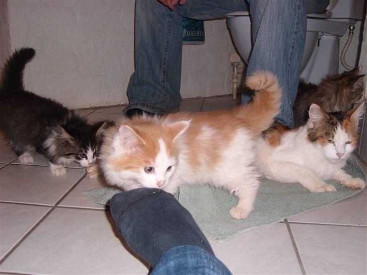 Maine Coon Pjevs *Miss' Mor* billede 15