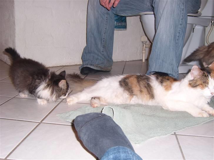 Maine Coon Pjevs *Miss' Mor* billede 16