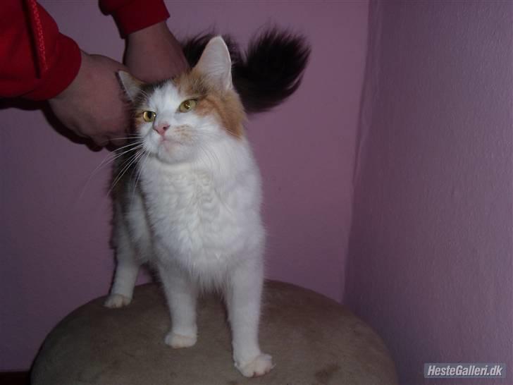 Maine Coon Pjevs *Miss' Mor* billede 17