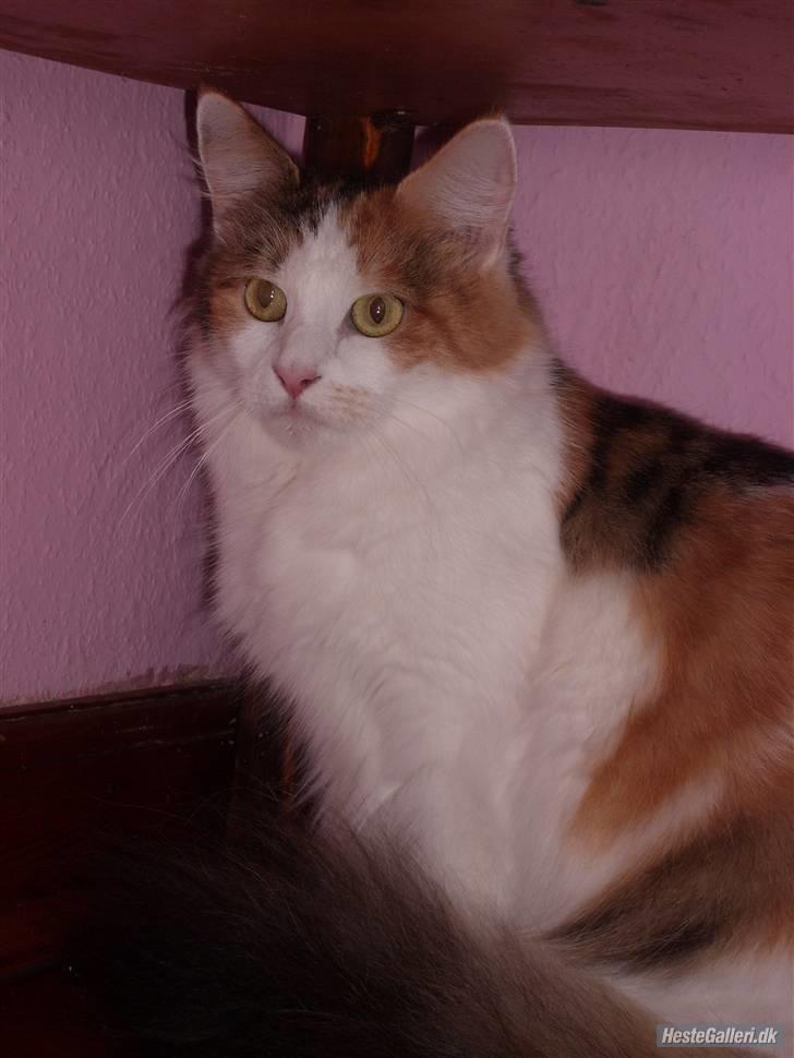 Maine Coon Pjevs *Miss' Mor* billede 18