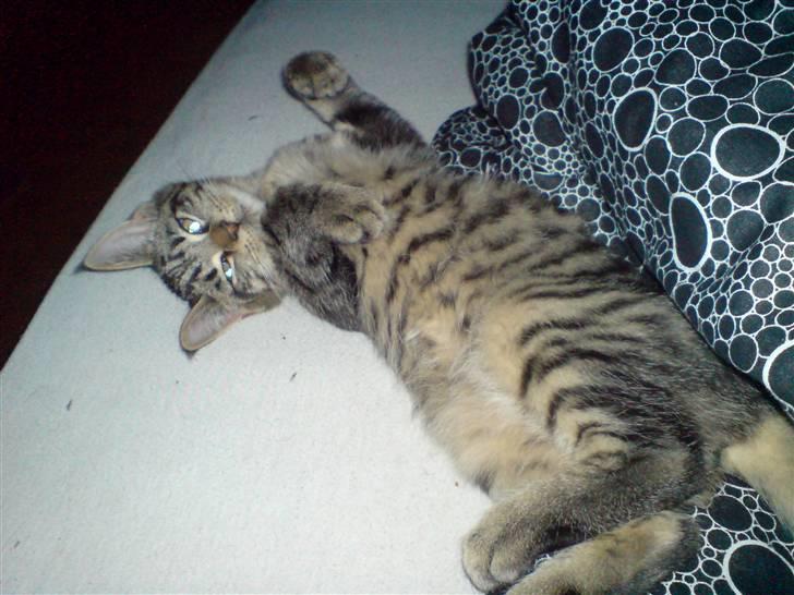 Blanding af racer Futte ^solgt^ billede 1