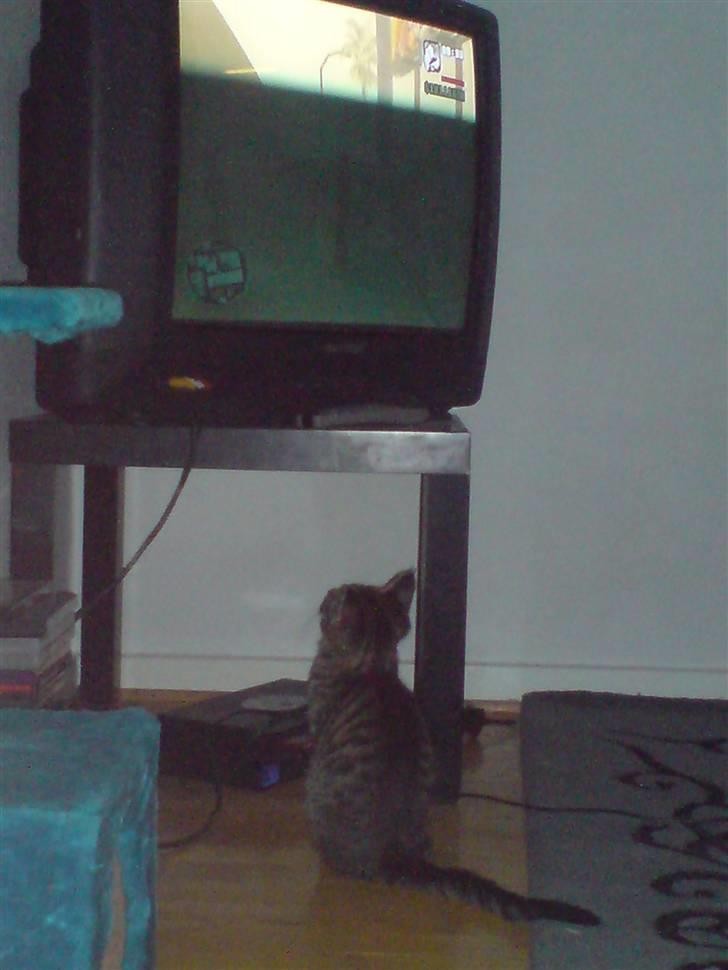 Blanding af racer Futte ^solgt^ billede 2