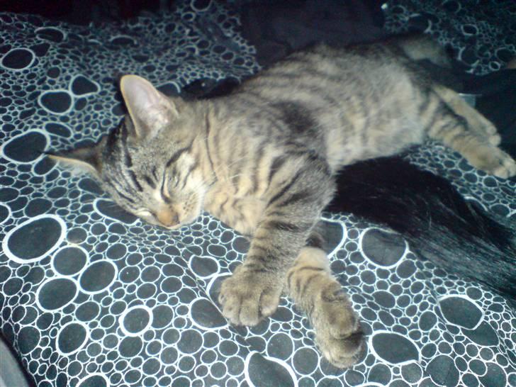 Blanding af racer Futte ^solgt^ billede 3