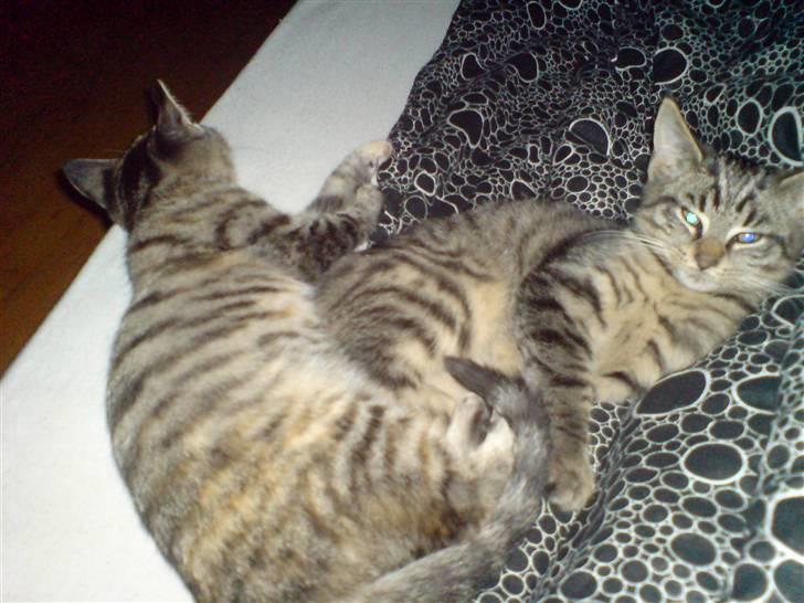 Blanding af racer Futte ^solgt^ - Det er futte og hans søster . billede 4