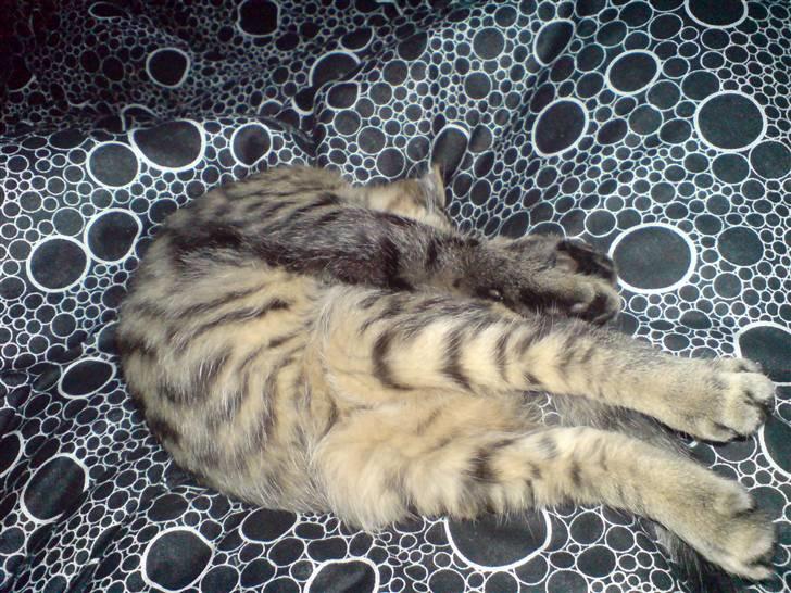 Blanding af racer Futte ^solgt^ billede 5