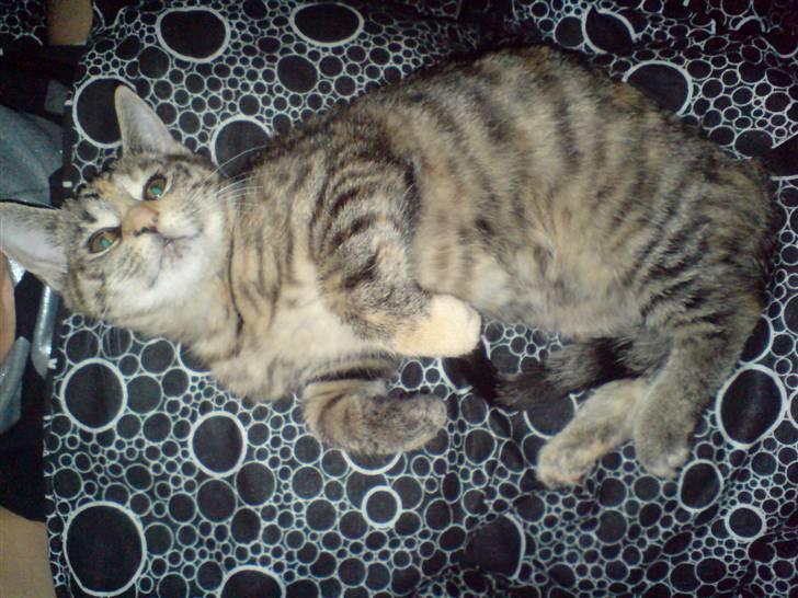 Blanding af racer Futteline ^solgt^ billede 1