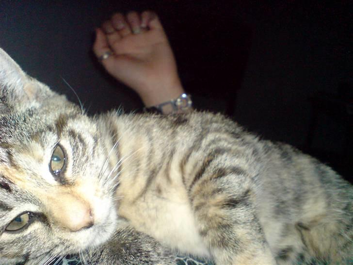 Blanding af racer Futteline ^solgt^ billede 2