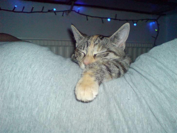 Blanding af racer Futteline ^solgt^ billede 3