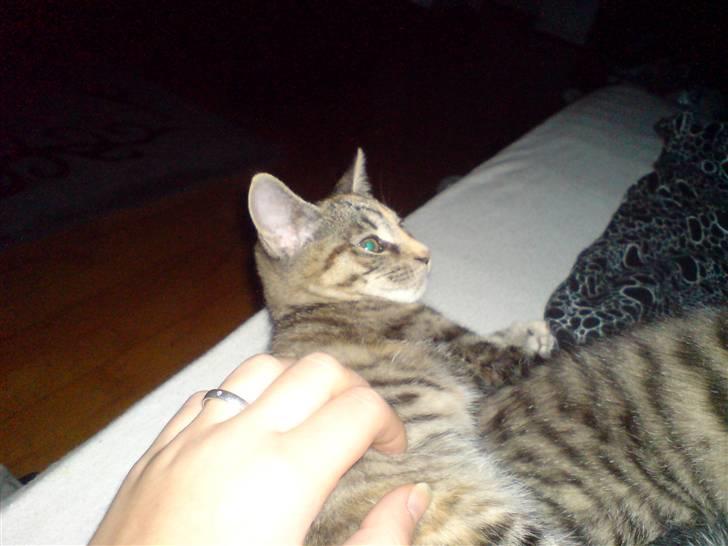 Blanding af racer Futteline ^solgt^ billede 4