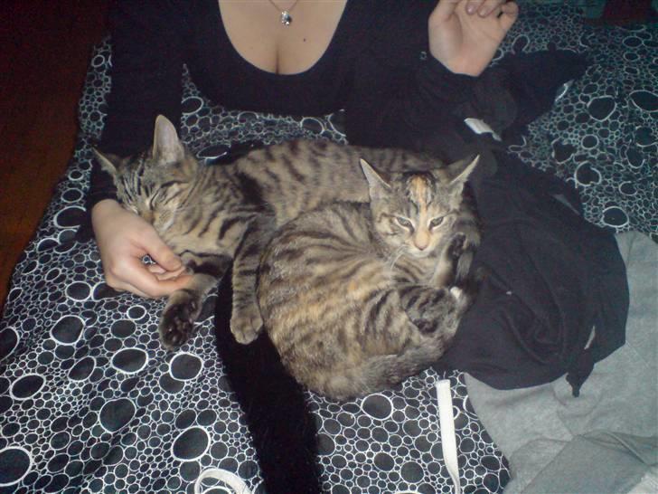 Blanding af racer Futteline ^solgt^ - Futte og Futteline . billede 5