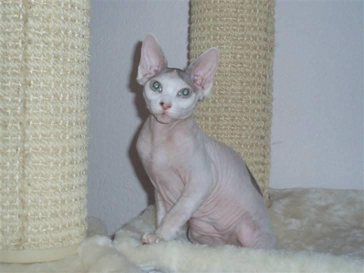 Sphynx My Precious (Perle) billede 2