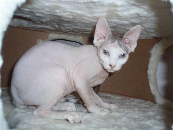 Sphynx My Precious (Perle) billede 3