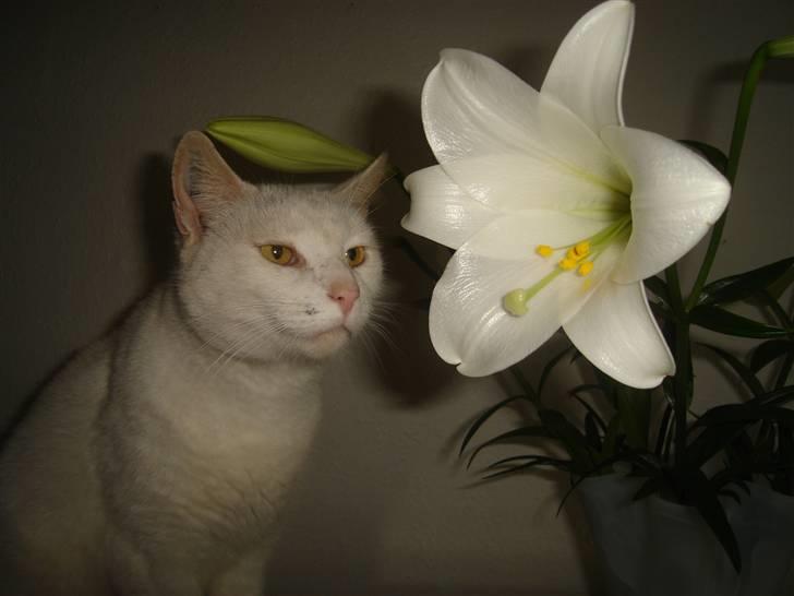 Blanding af racer Ingolf billede 1