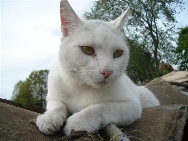 Blanding af racer Ingolf billede 2