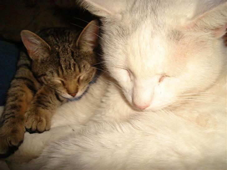 Blanding af racer Ingolf billede 3