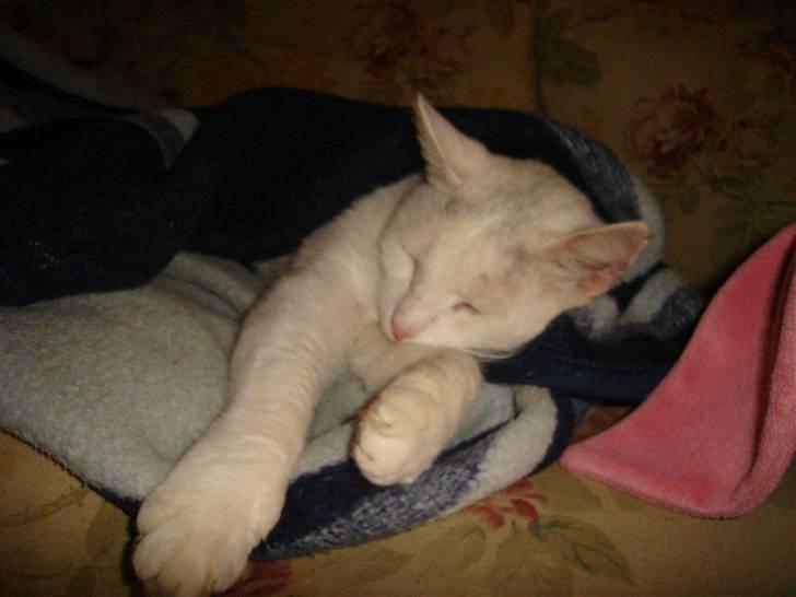 Blanding af racer Ingolf billede 4