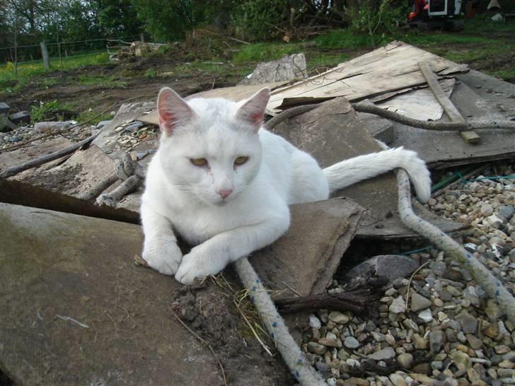 Blanding af racer Ingolf billede 5