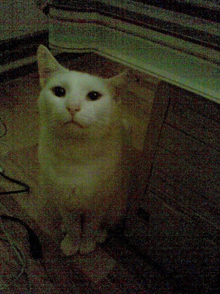 Blanding af racer Ingolf billede 6