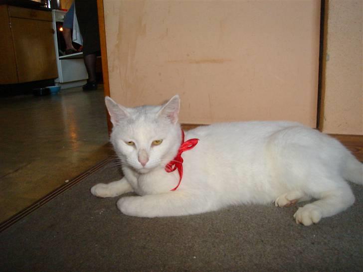 Blanding af racer Ingolf - ingolf synes det var smadder hyggeligt at være på jule ferie ved bedstefar<3 billede 7