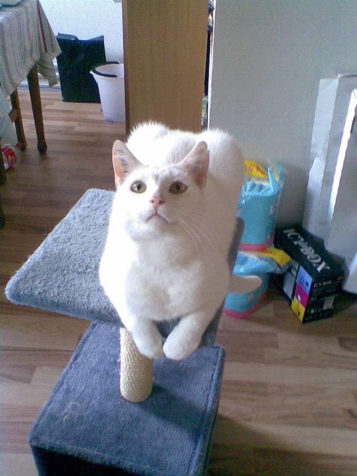 Blanding af racer Ingolf billede 8