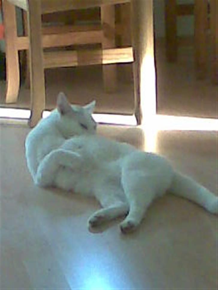 Blanding af racer Ingolf billede 9