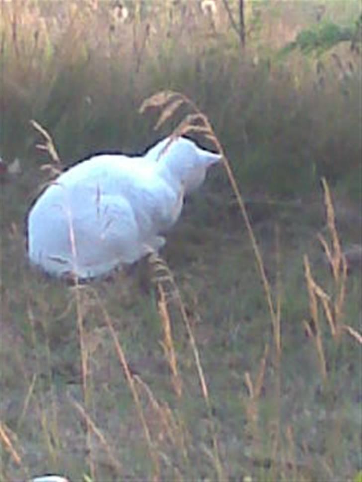 Blanding af racer Ingolf billede 10