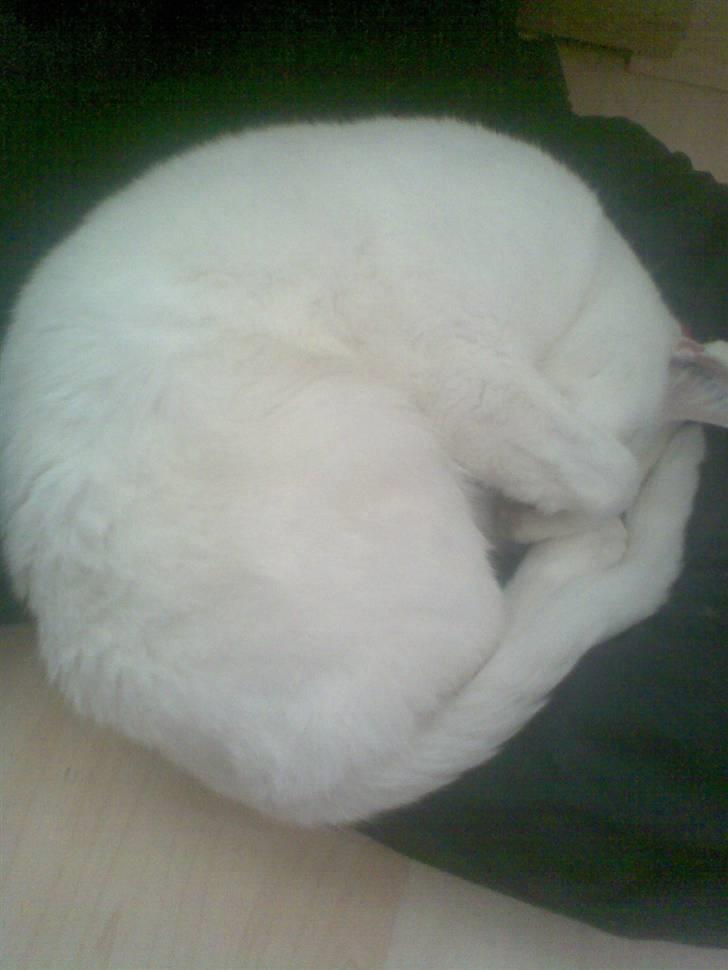 Blanding af racer Ingolf billede 11