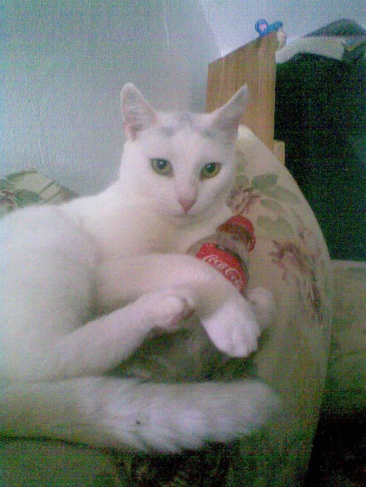 Blanding af racer Ingolf billede 12