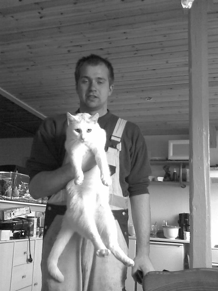 Blanding af racer Ingolf billede 13