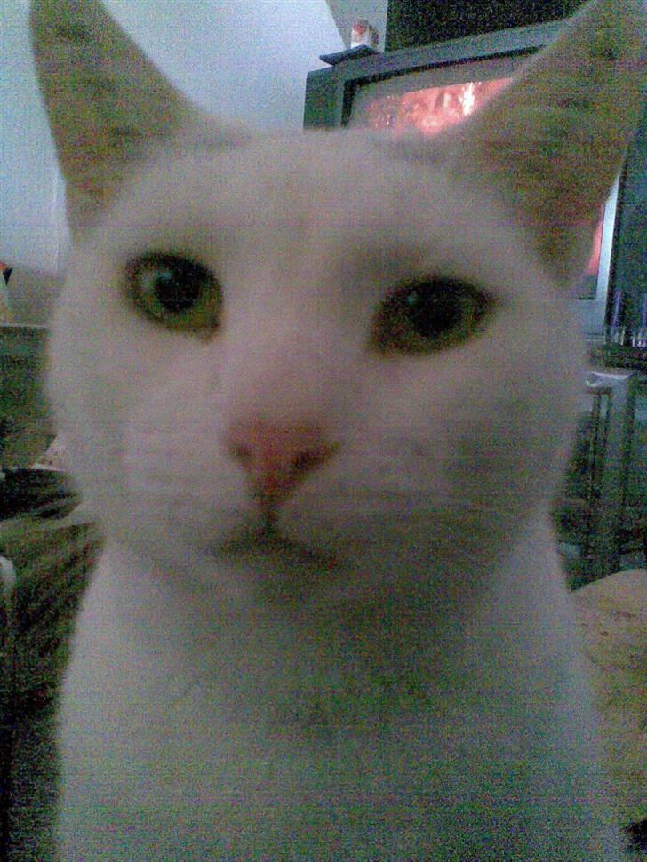 Blanding af racer Ingolf billede 14