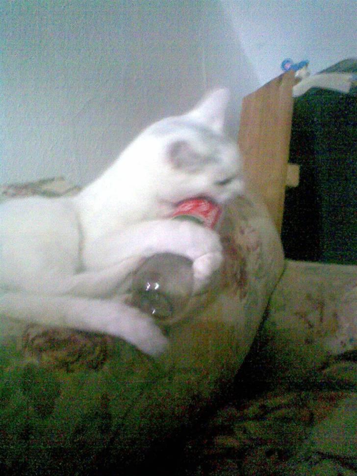 Blanding af racer Ingolf billede 16