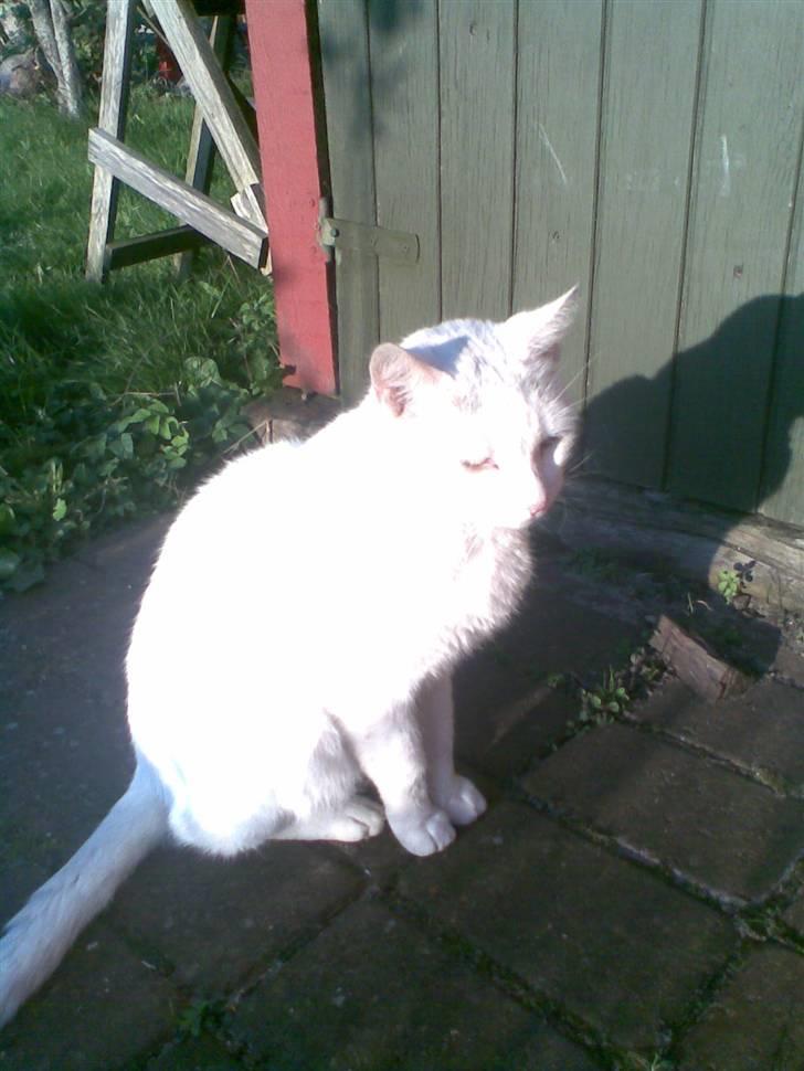 Blanding af racer Ingolf billede 17