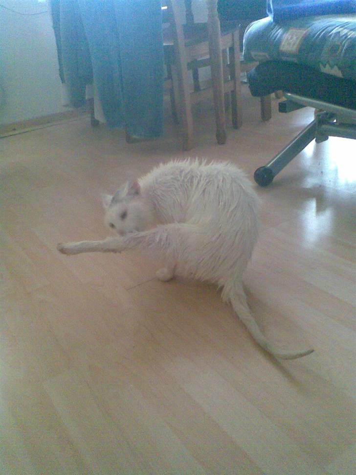 Blanding af racer Ingolf billede 18