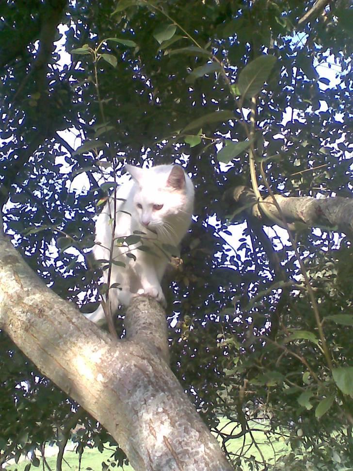 Blanding af racer Ingolf billede 19