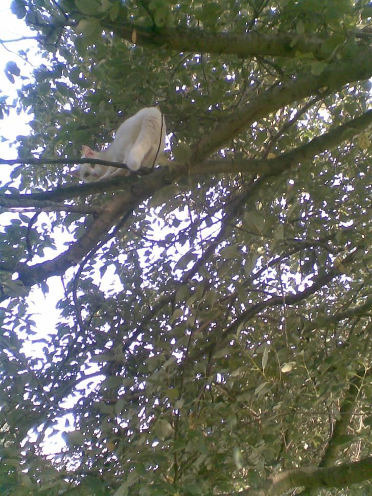 Blanding af racer Ingolf billede 20