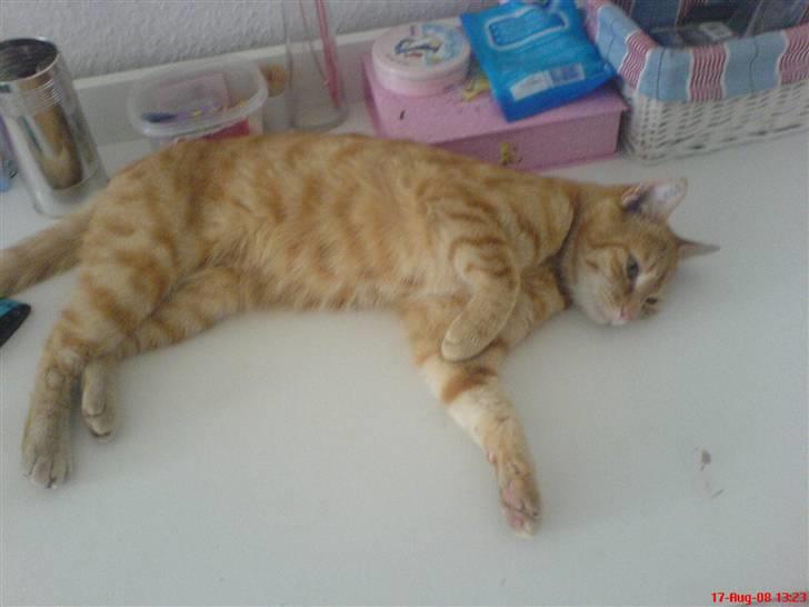 Huskat Prinz Mino vom Altgrunde billede 17