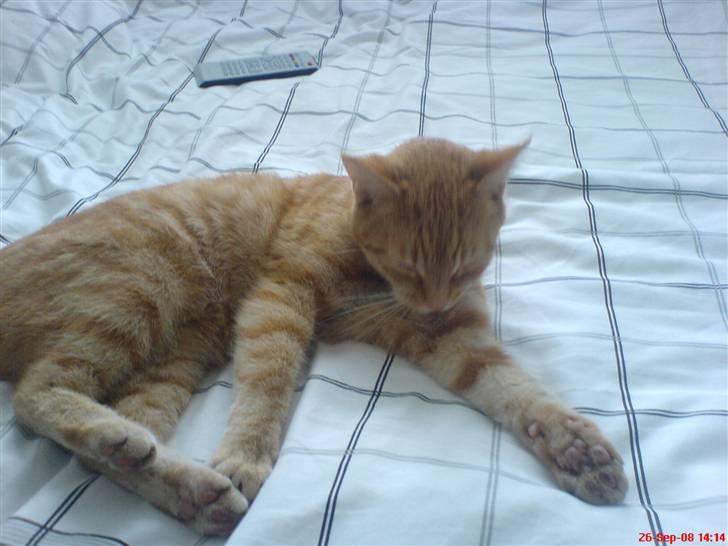 Huskat Prinz Mino vom Altgrunde billede 18