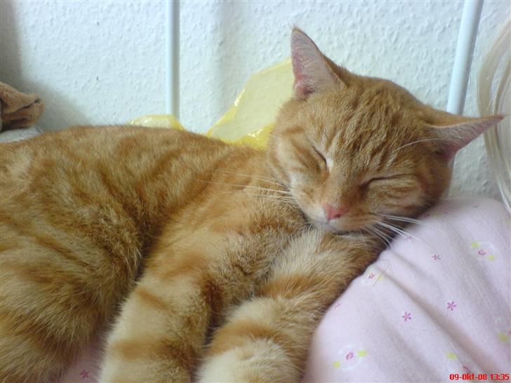 Huskat Prinz Mino vom Altgrunde billede 19