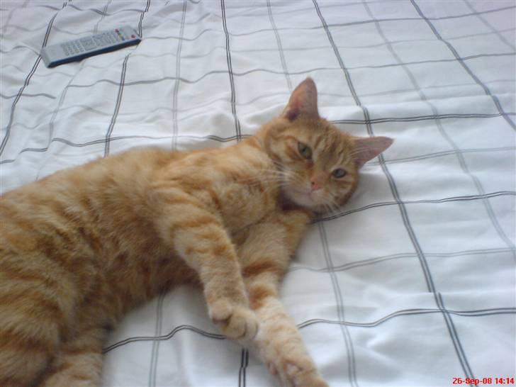 Huskat Prinz Mino vom Altgrunde billede 20