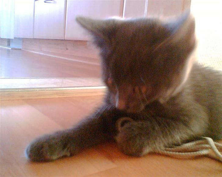 Blanding af racer Nicoline R.I.P - Velkommen til Nicolines profil. billede 1