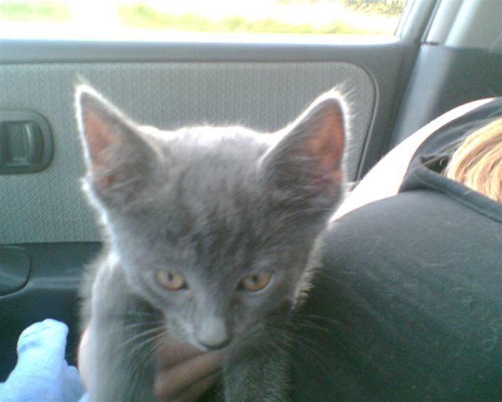 Blanding af racer Nicoline R.I.P - Nicoline den dag jeg hentede hende. billede 2