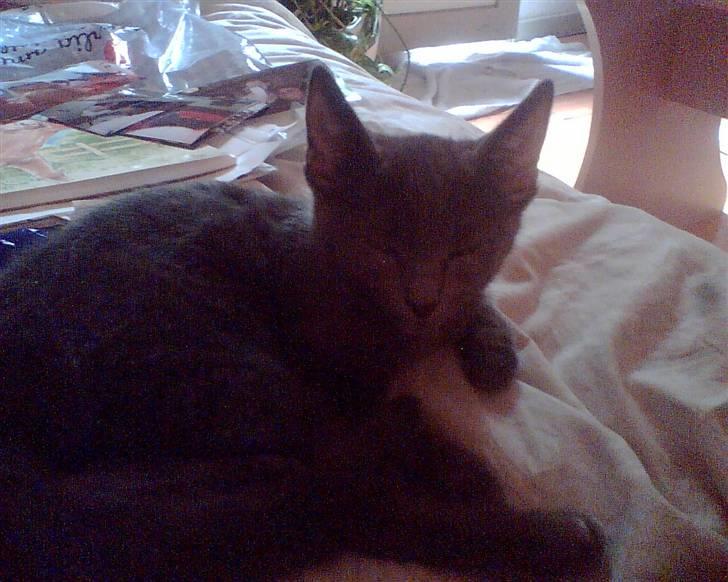 Blanding af racer Nicoline R.I.P - Hygge prinsessen billede 3