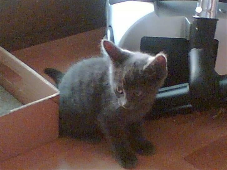 Blanding af racer Nicoline R.I.P - den smukke :) billede 4